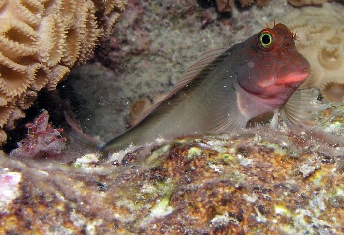 Este parásito pertenece a un grupo de organismos no caracterizados previamente, y que han sido bautizados como &quot;ictiocólidos&quot; - del latín “habitante de los peces”-. EFE