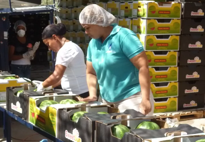 La actividad es una de las principales del rubro agrícola en la región herrerana. /  Foto: Thays Domínguez