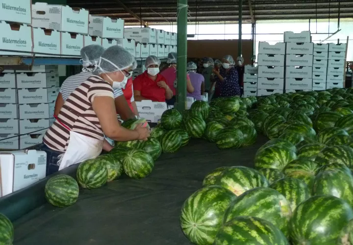  220 hectáreas de sandía tiene sembradas APSECU para la comercialización de la fruta.