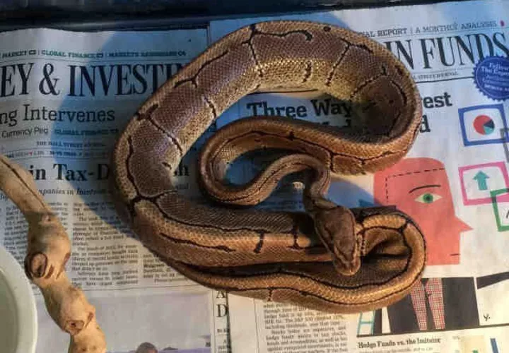 Una pitón, similar a la de esta foto de archivo, fue encontrada en un baño en un apartamento de Coral Springs. (/ Courtesy Dept. of Animal Services)