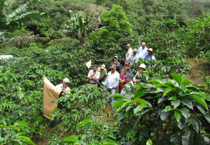 Se reinició la instrucción de administradores y colaboradores de las fincas cafetaleras