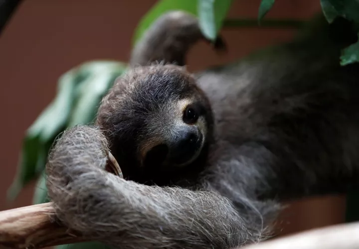 Oso perezoso en la sede de la Asociación Panamericana para la Conservación,. Foto/ EFE