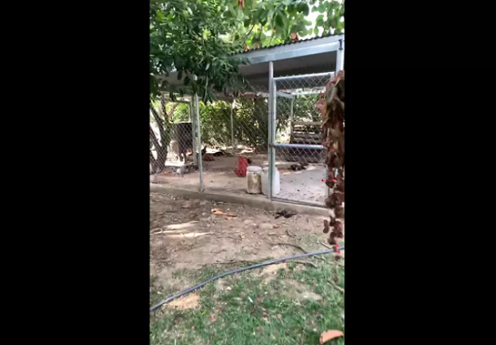 Solo quedó un gallo y una gallina.