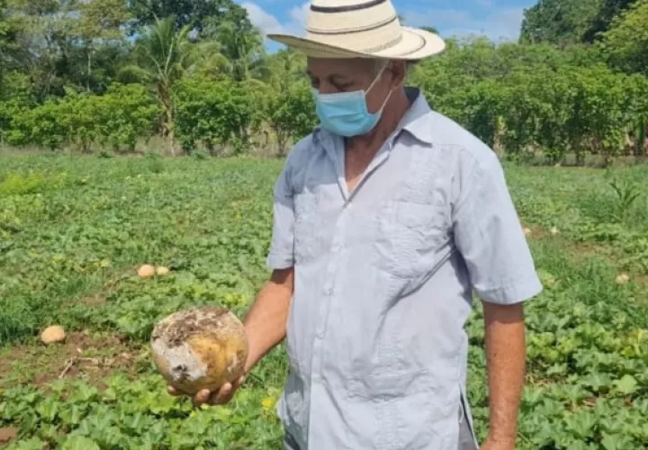 En su campo de cultivo fue posible evidenciar la fruta completamente podrida en toda la extensión que tiene sembrada.