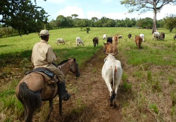 La larga sequía afecta a los productores.