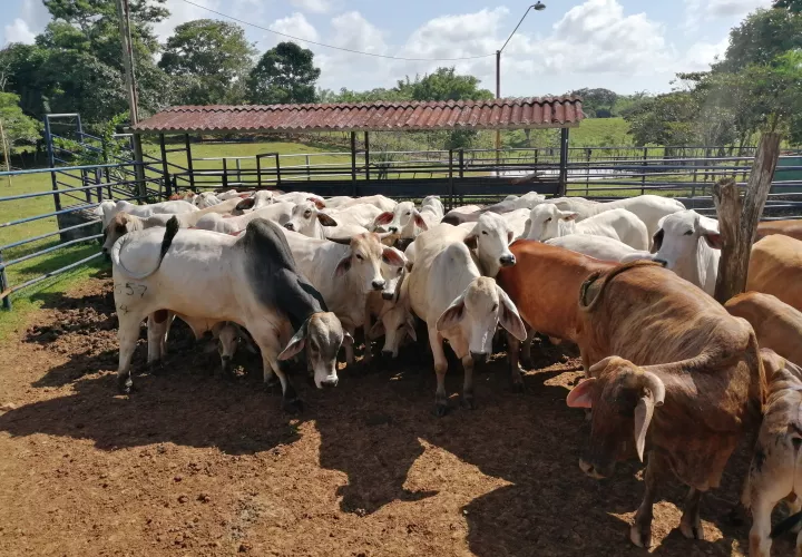 Ganado en las fincas de La Chorrera.