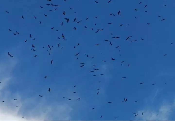 Aves en su proceso de migración.