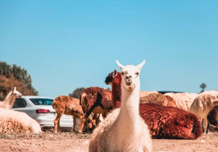 El virus identificado como el H5N1 es un subtipo de gripe aviar muy contagioso entre aves. Foto ilustrativa / Pexels