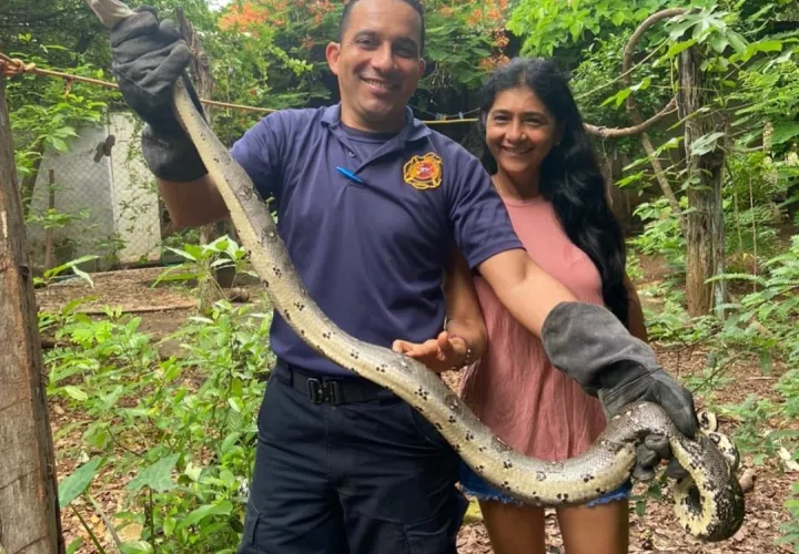 Enorme boa atrapada por dueña de una finca.