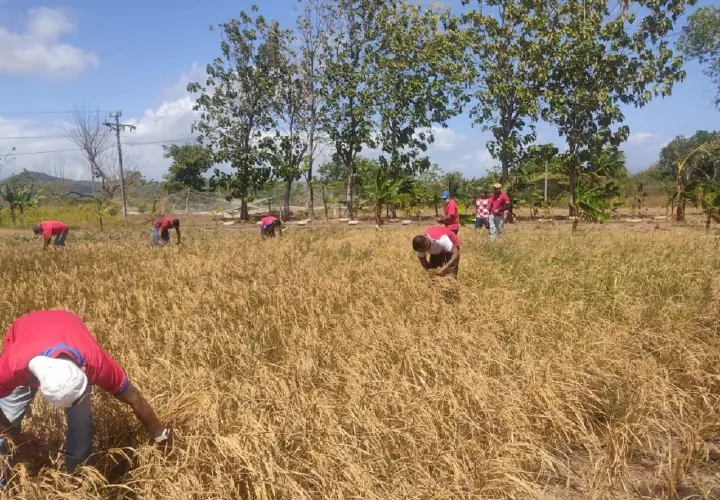 Granja agrícola de las instalaciones del centro penitenciario Llano Marín, ubicado en Penonomé. Foto: Archivo